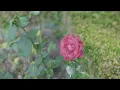 Lewis Capaldi - Stay Love (Lyrics)