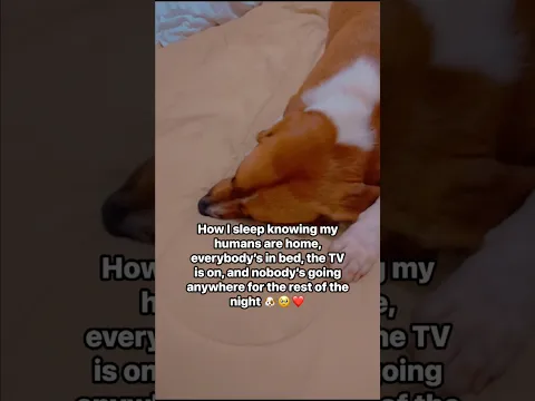 How My Dog Sleeps When Everyone’s Home 🥹🐶❤️