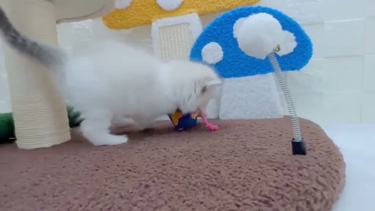 動画