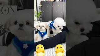 How Can Dogs Massage Their Owners Too Dogmassage Doglife Dogfun 