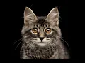 Image Classifier - Screen Recording