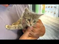 Tons of sweet dogs and cats up for adoption