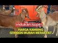 Lagu UPDATE HARGA KAMBING TERBARU‼️DI PASAR KAMBING WLINGI BLITAR JATIM.HARI INI SELASA 8 NOV,2025 