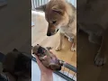 Download Lagu Shiba Inu puppy meeting Daddy 😍