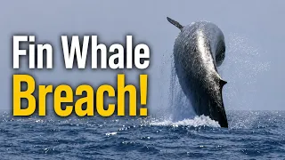 Rare Fin Whale Breach and Blue Whale Racing Caught on Camera!