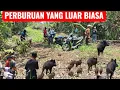 Download Lagu AMAZING‼️‼️PULUHAN BABI HUTAN KELUAR ‼️‼️HUTAN YANG PENUH DENGAN BABI BESAR