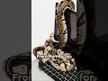 Python vs VBA 5 Reasons to Switch