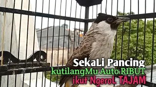 Download Suara Burung Kutilang Gacor ASLI Tanpa isian, Ampuh untuk Pikat Kutilang bikin kutilang Ribut gacor MP3