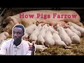 The Farrowing process of a Pig Tips for successful Farrowing