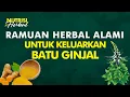 Download Lagu Herbal yang Bisa Membantu Mengeluarkan Batu Ginjal Secara Alami | Info Nutrisi #34