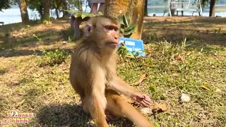 Every day Monkey Kaka simply sits by the base of the tree waiting for the day of return