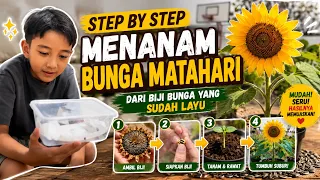 Step by Step Menanam Bunga Matahari dari Biji Bunga Matahari yang sudah Layu bersama Kenzo