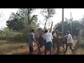 Hallikar Bulls crossing