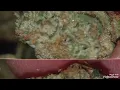 New one to check out stash s hells og