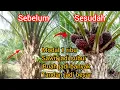 Download Lagu Cara mupuk sawit modal seribu rupiah sawit jadi subur buah lebih banyak hasil panen meningkat