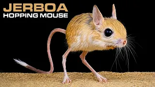 JERBOA - Hopping Desert Rodent Cute But Deadly