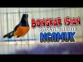 Download Lagu Pancingan Murai batu Gacor Nembak, Ampuh Naikkan Emosi Murai batu Malas Bunyi Cepat Gacor