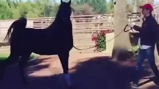 الفحل كنچسمان اخ شقيق للاسطوة الحية دبليو اتش چستس 