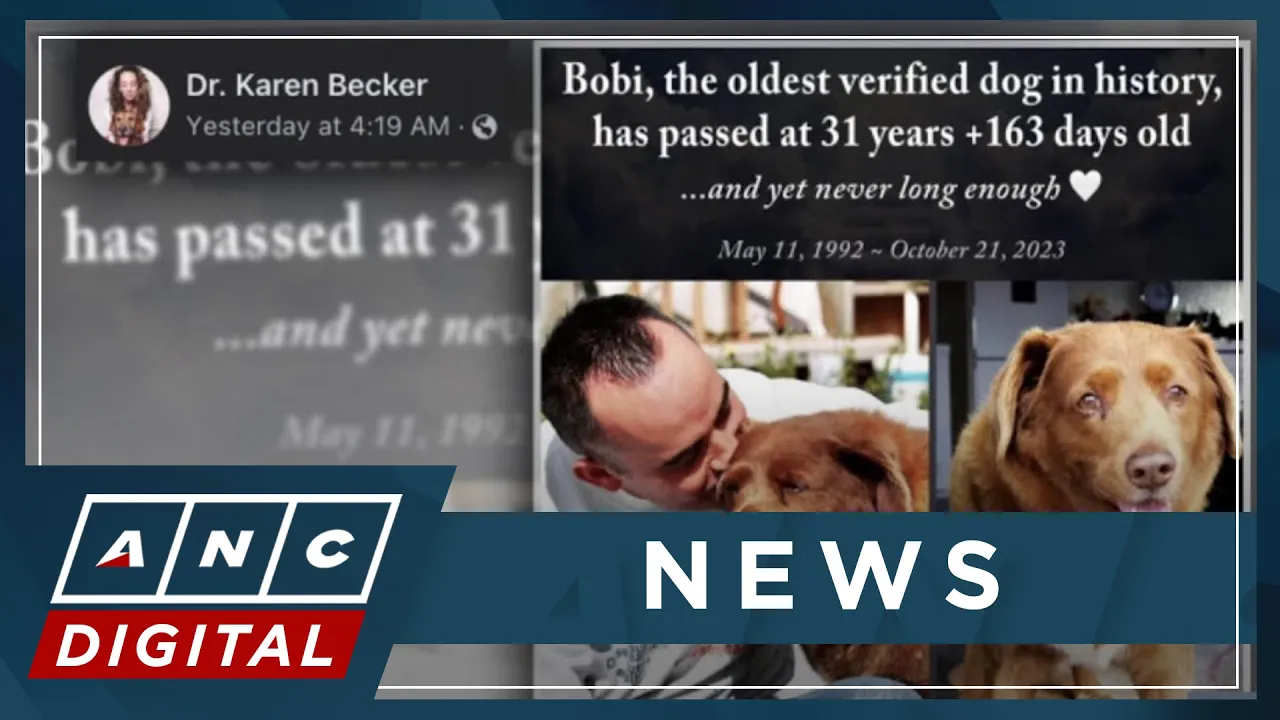 World's oldest dog dies at age 31 | ANC