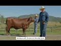 Classification in Action Assessing Santa Gertrudis Australia Cows