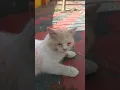 kucingku oh lucu sekali... 🤩 #kucing#kucing #shortvideo #shorts