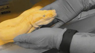 место где спасают рептилий | уколы ящерицам | распаковка подарков от reptizoo
