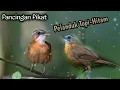 Download Lagu Pelanduk Topi Hitam || Masteran Pikat . . .