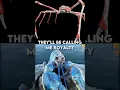 Download Lagu Reginald vs Blue Lobster #shorts #fyp #bluelobster #meme