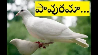 Download pavurama nee prema entha madhuramu || Telugu christian song with lyrics || MP3