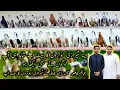 Download Lagu Aisa Shirazi Pigeons Setup Shayad hii ap Logou na Kabhi dekha ho - Sherazi Kabootaro ka Setup