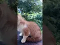 Download Lagu Got a tiny teeny kitten #ginger #shorts