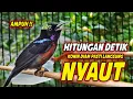 Download Lagu PANCINGAN KONIN GACOR FULL BONGKAR ISIAN ROLL TEMBAK !! MASTERAN KOLIBRI NINJA BAHAN TEMBAKAN MEWAH