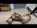 Adopt Linda