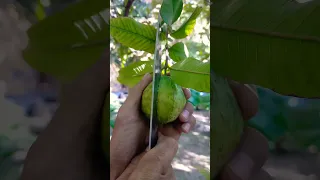 شاهد ثمار الجوافه من الداخل أحمر فراوله 