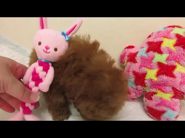 動画