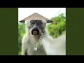 Download Lagu Chinese Singing Monkeys (Remix)