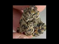Cresco Candy Rain Flower Review