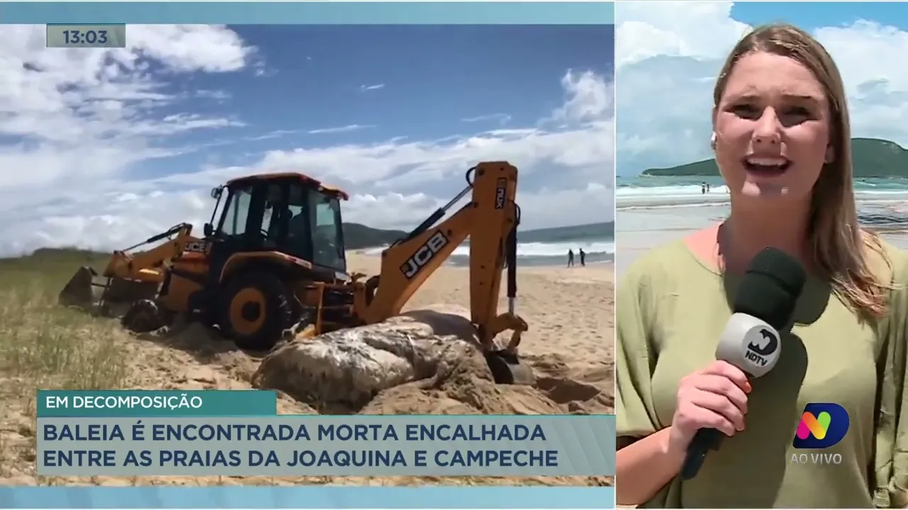 Animais marinhos são encontrados mortos em praia da Grande Florianópolis