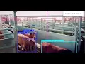 yolo11 custom object detection tracking and counting