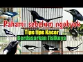 Download Lagu KARAKTER KACER BERDASARKAN CIRI FISIKNYA
