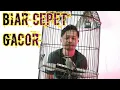 Download Lagu PAKAN WAJIB BURUNG KAPASAN BIAR CEPAT GACOR
