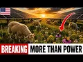 They Put SHEEP Under FIFTY Acres Of SOLAR Panels THEN Started COUNTING What CAME Back