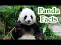 Unknown Panda Facts Life style of panda All about pandas