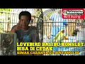 Download Lagu SINAU KONSLET : ASTAGA... LOVEBIRD BALIBU KONSLET BISA DI CETAK
