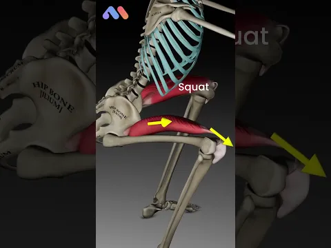 Squat vs. Sissy Squat