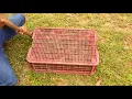 Easy Way to Make Rabbit Trap - Jungle Man