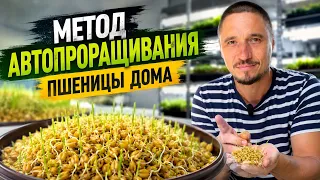 Пшеница Авто Прорастание , простой метод проращивания семян дома