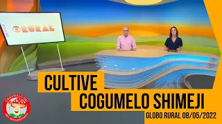 GLOBO RURAL - COMO CULTIVAR COGUMELO SHIMEJI 08/05/2022