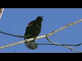 Birders from around the world flock to northwest Ohio for Biggest Week in American Birding