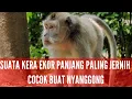 Lagu SUARA KERA EKOR PANJANG
